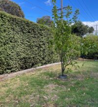 Darebin Lodge front garden